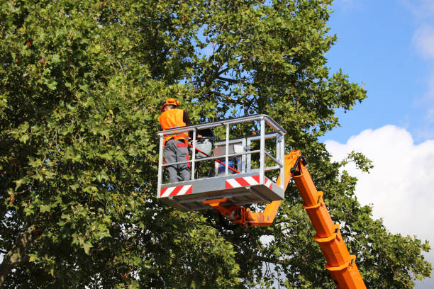 Best Storm Damage Tree Cleanup  in Braidwood, IL